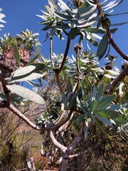 Protea nitida