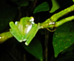 Espadarana prosoblepon