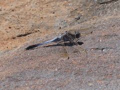 Orthetrum caledonicum