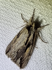 Ecnomodes sagittaria