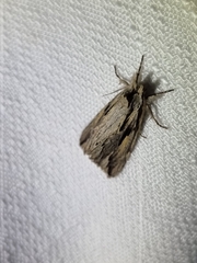 Ecnomodes sagittaria