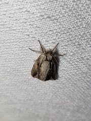 Ecnomodes sagittaria