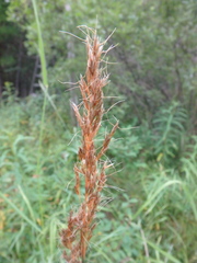 Trisetum sibiricum