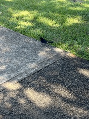 Rhipidura leucophrys