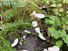 Pleurocybella porrigens