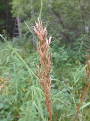 Trisetum sibiricum