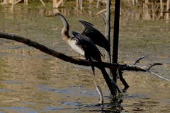 Anhinga rufa