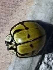 Harmonia testudinaria