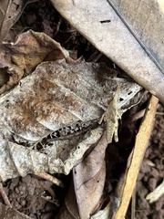 Atractomorpha similis