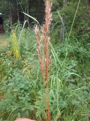 Trisetum sibiricum