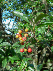 Photinia niitakayamensis