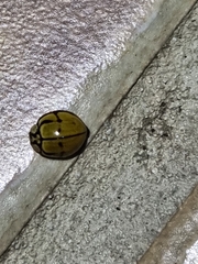 Harmonia testudinaria