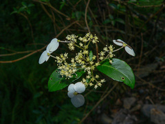 Hydrangea chinensis