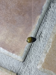 Harmonia testudinaria