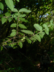 Damnacanthus indicus