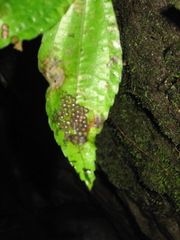 Centrolenidae