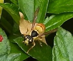 Vespa bicolor