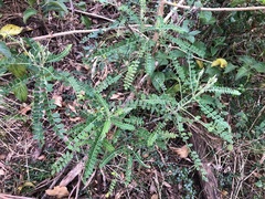 Sophora fraseri