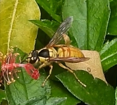 Vespa bicolor