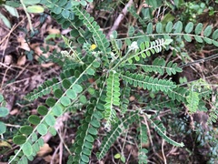 Sophora fraseri