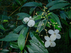 Hydrangea chinensis