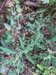 Sophora fraseri