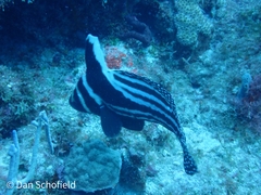 Eques punctatus