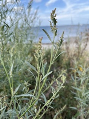 Atriplex littoralis