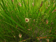 Eleocharis palustris