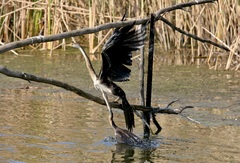 Anhinga rufa