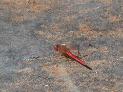 Diplacodes haematodes
