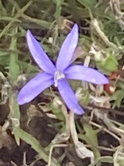 Campanula poscharskyana