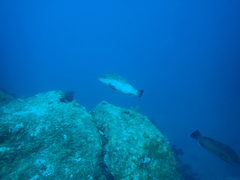 Epinephelus marginatus