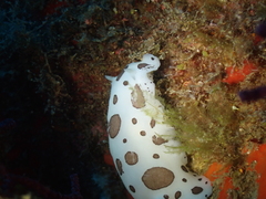 Peltodoris atromaculata
