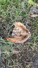 Lactarius deliciosus