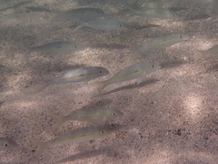 Mulloidichthys flavolineatus