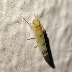Macrosteles