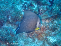 Pomacanthus arcuatus