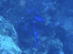 Mirolabrichthys pascalus