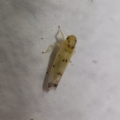 Macrosteles