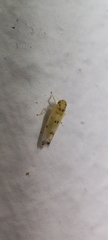 Macrosteles