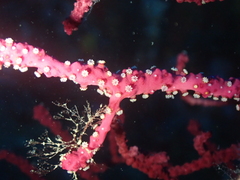 Alcyonium coralloides