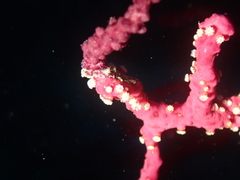 Alcyonium coralloides