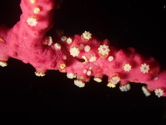 Alcyonium coralloides