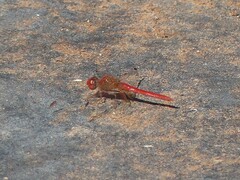 Diplacodes haematodes
