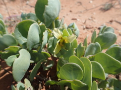 Roepera cordifolia