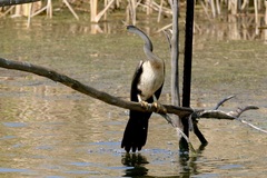 Anhinga rufa