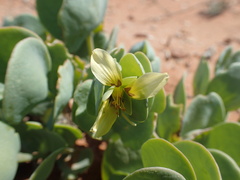 Roepera cordifolia