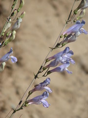 Penstemon comarrhenus