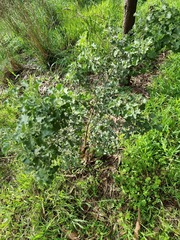 Atriplex nummularia
